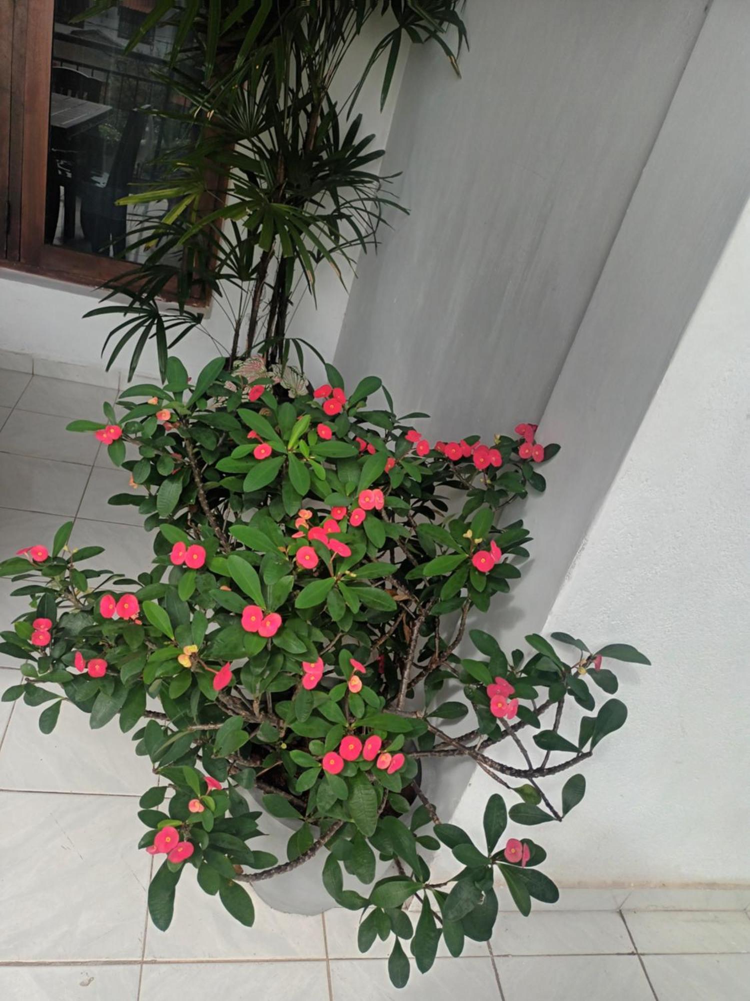 Lovely Flowers In Mount Lavinia Dehiwala-Mount Lavinia Bagian luar foto