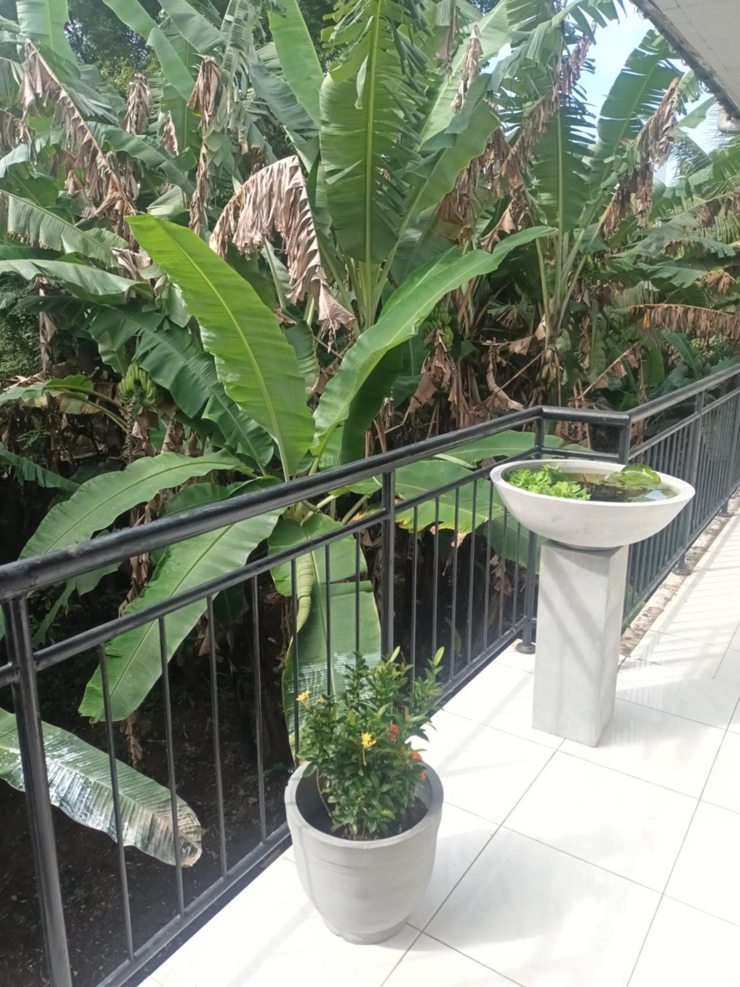 Lovely Flowers In Mount Lavinia Dehiwala-Mount Lavinia Bagian luar foto