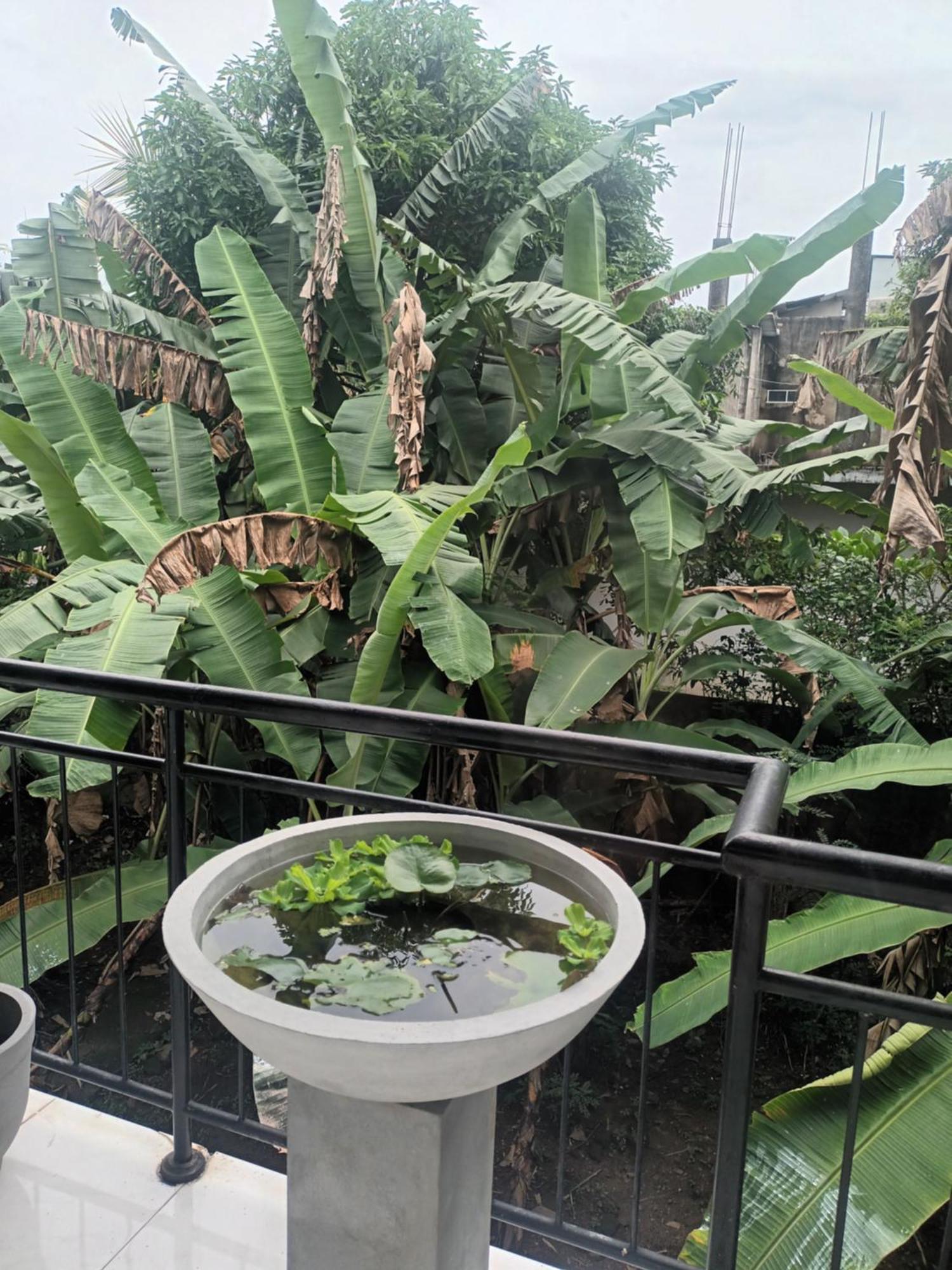 Lovely Flowers In Mount Lavinia Dehiwala-Mount Lavinia Bagian luar foto